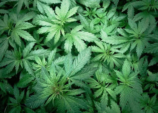 Descriminalização da cannabis sativa: um debate que avança no país, mas ainda incipiente no movimento negro